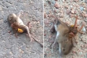 Massive ‘Asian murder hornet’ kills a mouse in just SECONDS after experts warn they can be fatal to humans