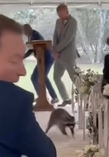 Always pay for the raccoon insurance #fyp #raccoon #marsupialsoftiktok