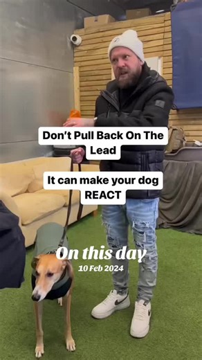 How to Calm a Nervous Dog Effectively