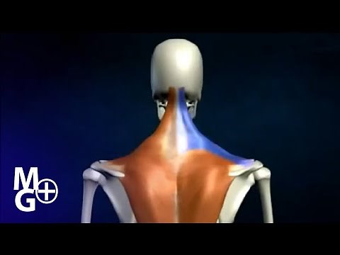 ACȚIUNEA muschiului Trapez ( Animatie 3D)