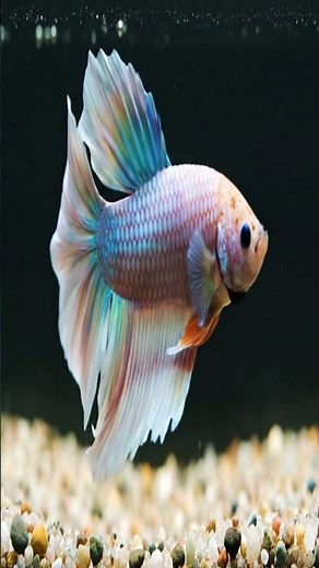 Moments of Beautiful Fish Swimming in the Aquarium Stress Relief & Meditation"