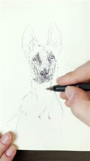 German Shepherd Portrait 🐕 | Daily Animal Drawing #dailydoodle #artpractice