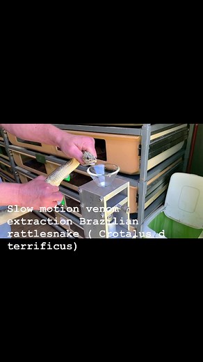 Kentucky Reptile Zoo on Reels