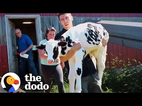 Farmer Saves Baby Cow’s Life — And Gets The Sweetest Reunion | The Dodo