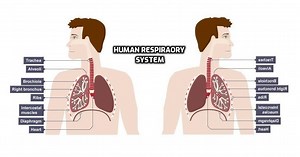 The Structure and Function of the Respiratory System • Bodybuilding Wizard