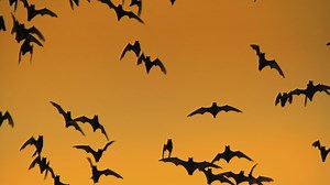 It’s hard being a bat, but people can help a struggling species