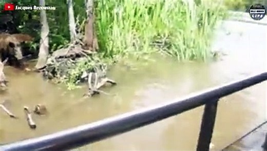 13 Brutal Moments Crocodile Swallows Their Prey _ Wild Animal Life(240P)