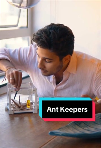 Ant Keeping is for everyone; weirdly simple (to an extent), super rewarding and way more educational than you might expect. How did you get started? Or if you haven’t, what’s stopping you? #ants #antkeeping #antkeepers #antfarm #carpenterants #insects #bugs #hobby #pettok #pets #animals #nature #fyp