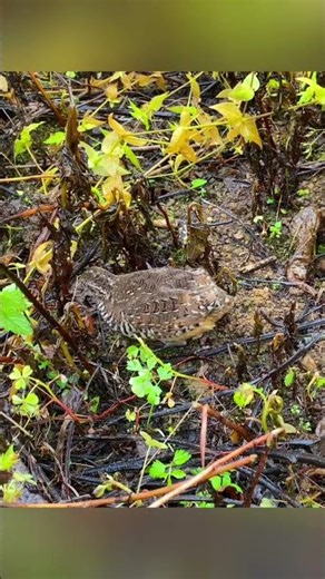 Adorable Mini Beasts Unveiled: A Hidden World