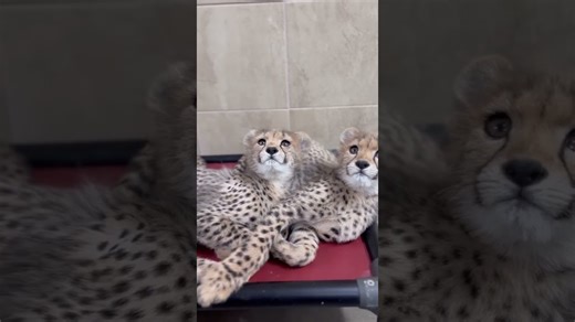 Baby cheetahs charm everyone with their playful antics