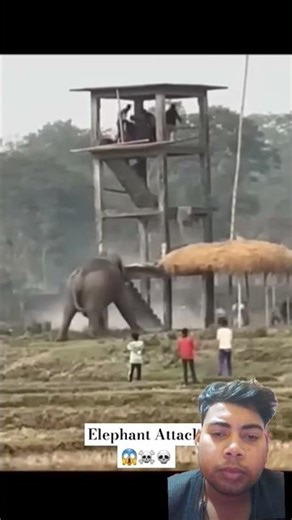 Elephant attack very strong #elephantattack #elephantvideo #animallife #attack