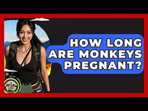 How Long Are Monkeys Pregnant? - The Wild Life Explorer