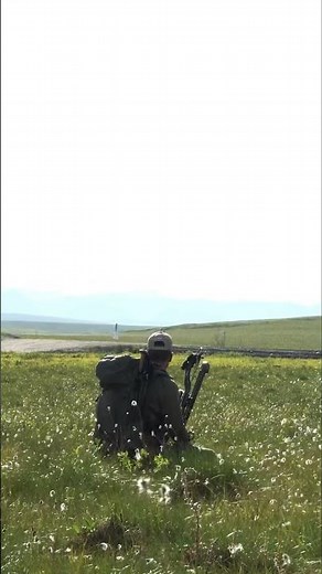 Haul Road Caribou Shuffle. Bowhunting bulls from the Dalton Highway in Alaska Tundra! #wildlife