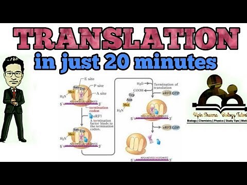 Learn translation mechanism/protein synthesis in 20 minutes/simplified lecture.