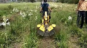 Weeding and earthing up is easy with KisanKraft Inter-cultivators. Our Inter-cultivator KK-IC-350D being used by farmer in Tuberose crop in Madhya Pradesh. #intercultivator #powerweeder #farmer #ridger #plough #tillage #agriculturemachinery #agriculture #farmequipments #tuberose #MP | KisanKraft