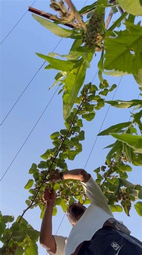 Thinning 🥝🌿✅ #satifarms #shorts