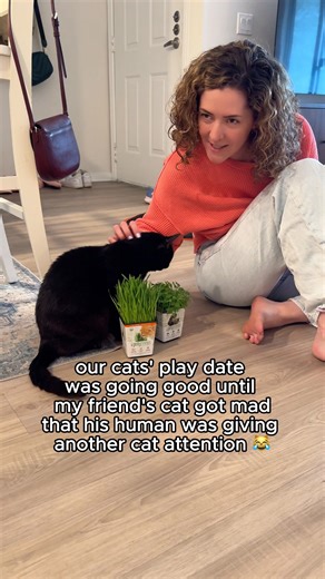 Uno’s new kitty friend (Zelda) does NOT like when his human gives other cats attention 😹 #cats #funnycats #cutecats #kittyplaydate #jealouscat #siamesecat #blackcat #oneeareduno | One eared uno