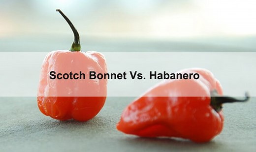 Scotch Bonnet Vs. Habanero: Any Difference? Which Is Hotter?