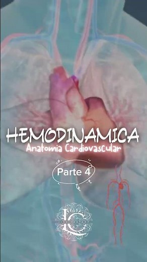 Principales venas y arterias que conectan el corazón 🫀