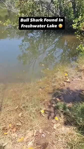 Bull Shark Encounter at the Lake: A Stunning Sight