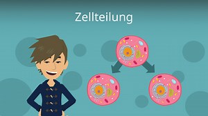 Zellteilung • Arten der Zellteilung & Phasen einfach erklärt