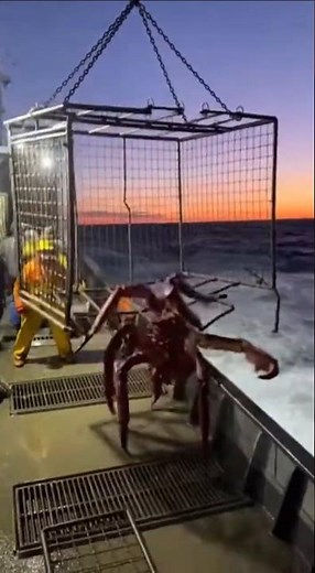 Titan Razor Crab Pulled From Ocean 🦀⚡ 12m Monster Attacks Boat #shorts