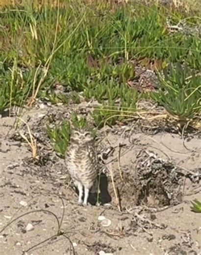 Lechuza #beach #naturaleza #owl #animals #wildlife #nature