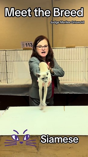 Meet the Siamese Cat: Blue-Eyed Beauty with Refinement