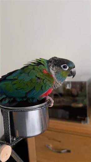 Crimson Bellied Conure Parrot Singing and Dancing #parrots #conure #crimsonbelliedconure #pets