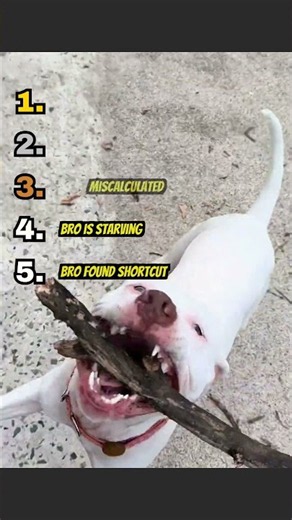 These Animal Fails Get WORSE Every Second