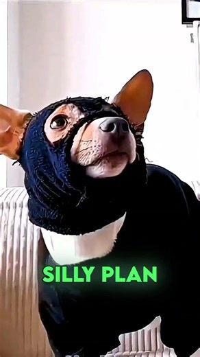 The World’s Most Dangerous Spy Dog! 🐾 #dogs #shorts