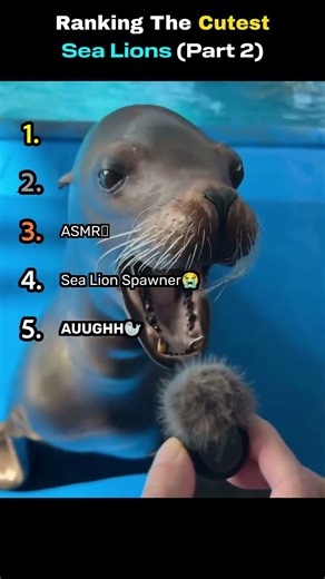 Ranking The Cutest Sea Lions 🦭🥺 Part 2