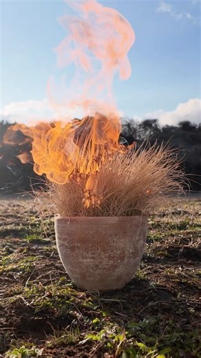 If you burn the grass to the extreme, will it grow back?