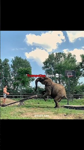 These Dunks Are 1000/10 #trampoline #basketball