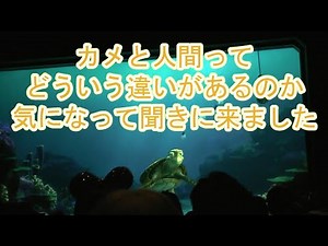 カメと人間ってどういう違いがあるのか気になって聞きに来ました【タートルトーク】東京ディズニーシー