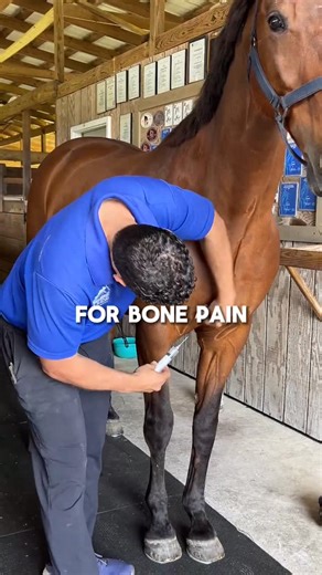 Equine Performance Center EPIC on Instagram: "Some horses experience deep bone pain that does not respond well to traditional anti inflammatory medications. In those cases, a bisphosphonate like Osphos can be an effective option for adult horses. It works by reducing abnormal bone turnover, which can ease discomfort in areas affected by chronic stress or degeneration. It is important to note that this medication is reserved for mature horses, since younger horses are still developing bone struct