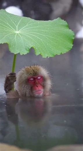 Ultimate Chill: Hot Spring Monkey with Leaf Umbrella 🐒♨️🍃 #SnowMonkey #Chill #SpaDay #ZenMode #Onsen