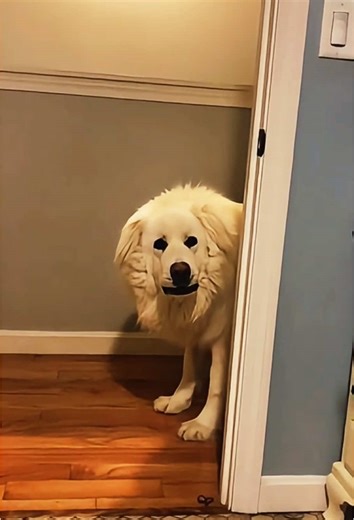 Funny Great Pyrenees Moments That Will Make You Laugh