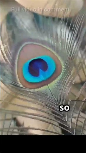 colour of peacock #shortsfeed #peacock #animalshorts #shorts