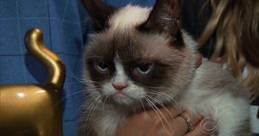 Grumpy Cat, meet Lil Bub; Lil Bub, meet Grumpy Cat