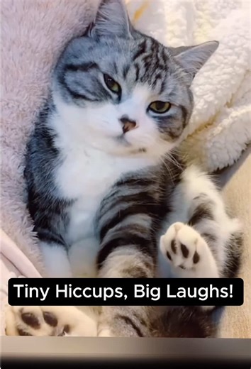 Tiny Hiccups, Big Laughs! 😹💨 #funny #cat #hiccup #foryou #pet