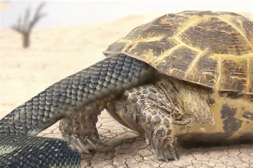 Snakes eat turtles as food..but when they see a turtle doing this, they have to beg for its life. Watch: | InStyle Fashion One