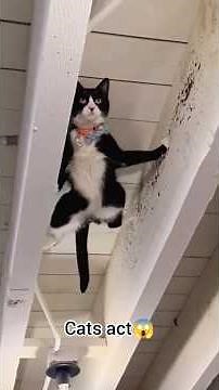 Cats Acting Amazing 😱🐈 | Unbelievable Cat Skills! #shorts #cats