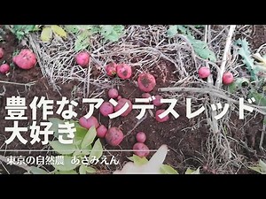 アンデスレッド（じゃがいも）の収穫途中 20221207