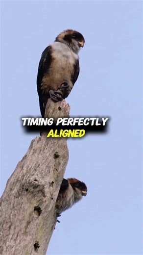 How Falcons See & Hunt with Superhuman Precision | Falcon Vision Explained