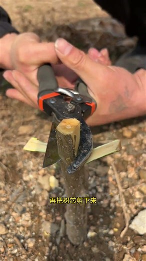 The Mysterious Grafting Technique of Zhuge Liang Unveiled