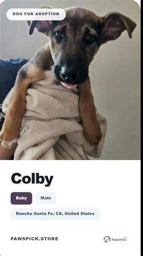 Meet Your New Best Friend! 🐶 | Dog Adoption | Pawspick Store
