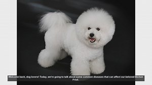 Common Health Issues in Bichon Frisé: What Every Owner Should Know