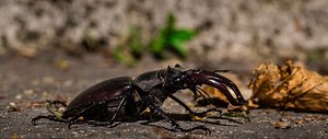 Lucanus cervus