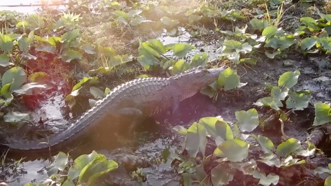 Crocodiles and Alligators: Uncovering the Truth Behind Their Differences